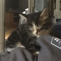 meow