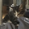 meow