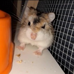 amaris