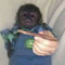 zae