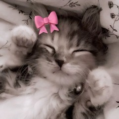 Petit Chat 😼🎀✨