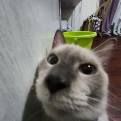 kat