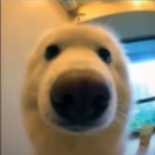 doggomelon’s avatar