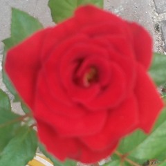 aishath shabeenaa