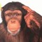 Alexander the Ape