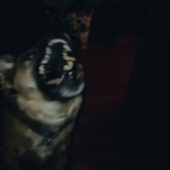canine teeth