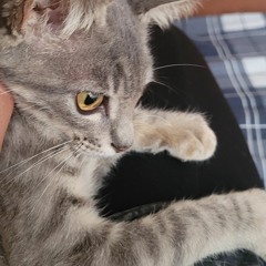 Adri