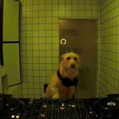 DJWoof
