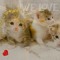 cutekittycafe444