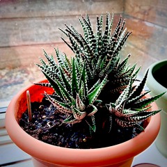 Elizabeth Kyriakides