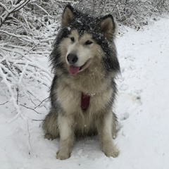 KYO