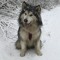DJ Spacy Malamute