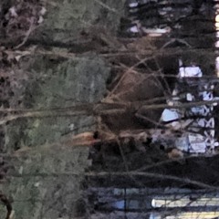 #18 - robot asmr fluid electricity