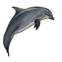 海