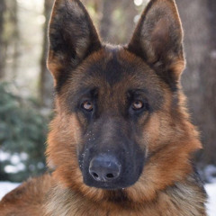 XxMokaTheWolfxX