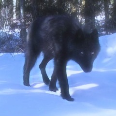 NEW MUSIC @ VEIL G2C