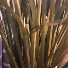 Plant=)