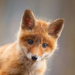 foxesareawesome25