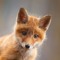 foxesareawesome25