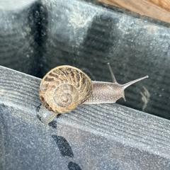 The Snail