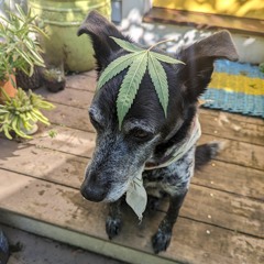 Gibson Dj  Ch33$yM4k