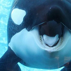 TILIKUM
