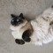 cat pouch