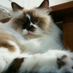 Aisy