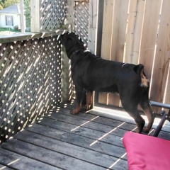 Chevy MY Best friend  Ever