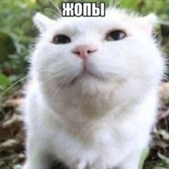 Жопы