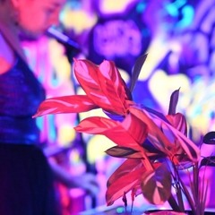 plant rêverie