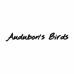 Audubon’s Birds