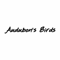 Audubon’s Birds