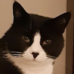 Jaspercat