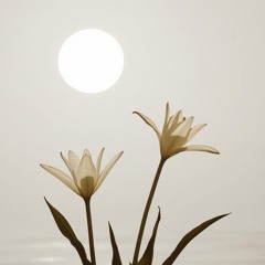 Solar Lily