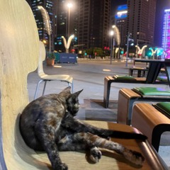 😽😽