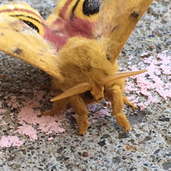 mothqifjwnvowkcmwpvnwjqkcnwodnfpqog