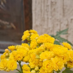 زينب علي حسين