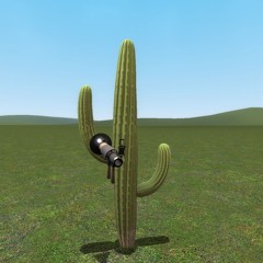 Don't misunderstood cactus!