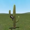 Don't misunderstood cactus!