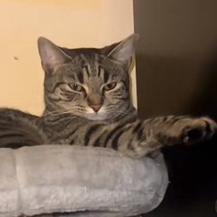 Temirlan Tlektes
