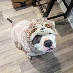 FeedAlexBacon