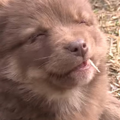 빗소리잔향 (雨き声残響)