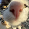 meowameowa