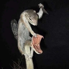 FUCK IS A REIGN BIGGEST FAN