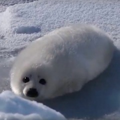 Vibin Seal