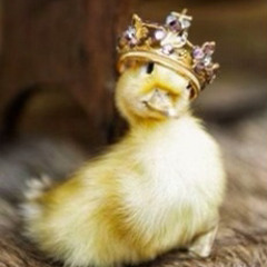 King Duckie
