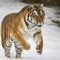 tigers class
