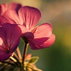 عبير 🌷🌿