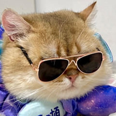 🐈‍⬛